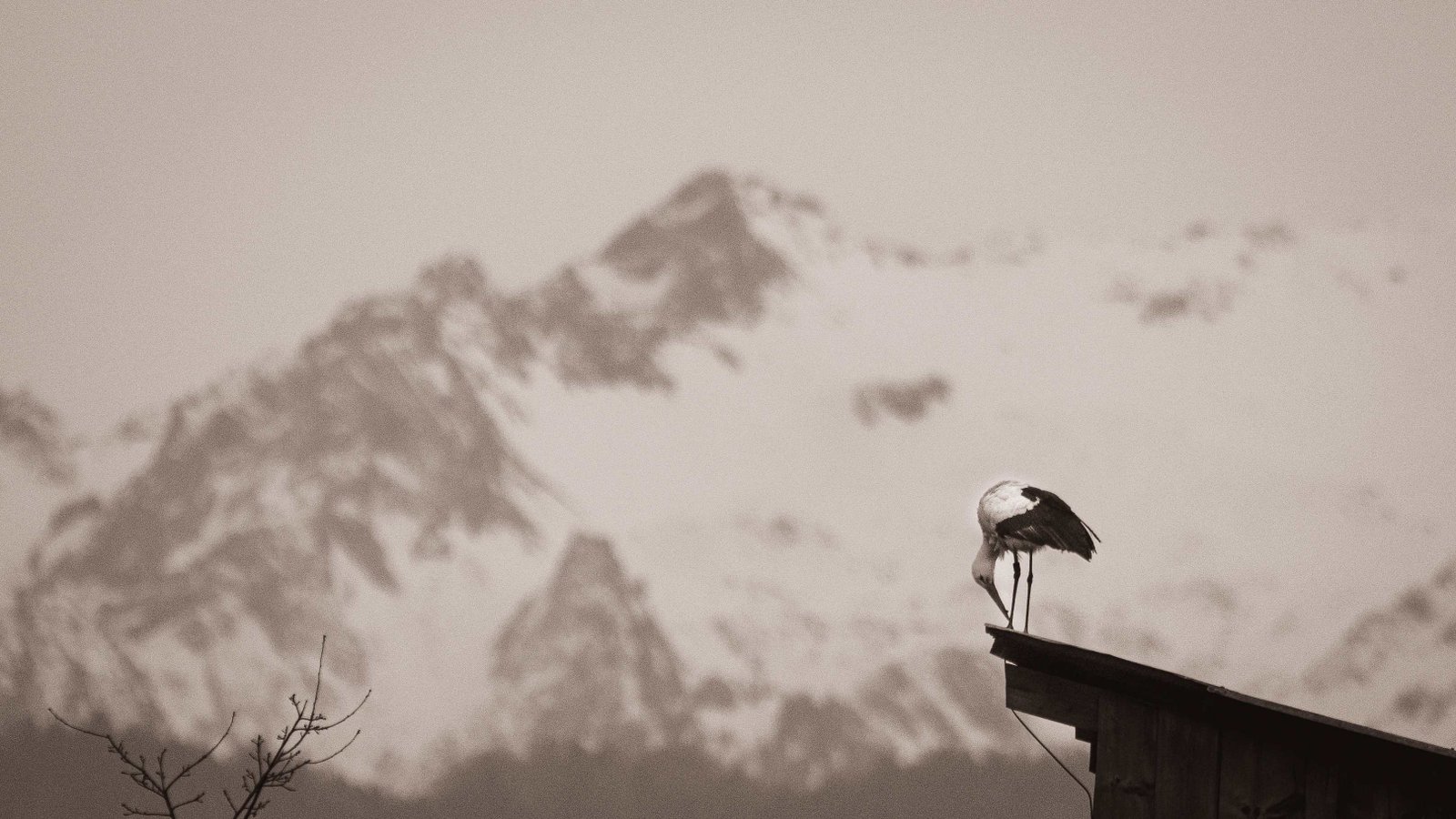 Storch im Flug